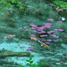 モネの池　新緑の季節