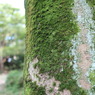 苔