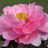 牡丹の花
