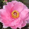 咲いた牡丹