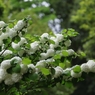昭和記念公園　２
