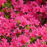 春の花7(つつじ2)