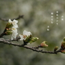 写真句：山桜１：花咲ふ