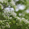 昭和記念公園　３