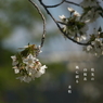写真句：山桜２：風に揺る