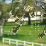 写真句：山桜３：さやか