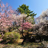 大倉山公園 梅林