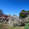 大倉山公園 梅林