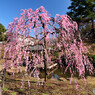 大倉山公園 梅林