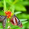 春の生物園～ⅸ