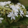 紫陽花