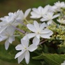 紫陽花