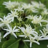 八丈島の植物園で