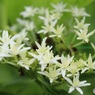 ある植物園の紫陽花