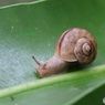かたつむり