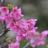 沖縄の桜 寒緋桜