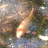 公園の小川のヒゴイ（4月30日）