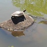 那須野が原公園の亀（4月30日）