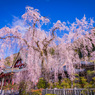 久遠寺の枝垂れ桜