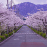 春の桜ロード2025