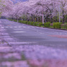 散り桜が作る桜ロード