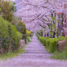桜ロード…現れるのは一瞬