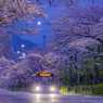 朝桜と朝バス