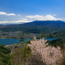 富士山と河口湖 サクラ添え