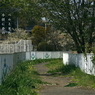 写真句：春がゆく：NTW629