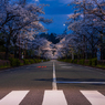 朝桜散歩