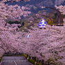 道路の上は桜が満開！！