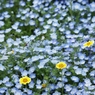 昭和記念公園　１２
