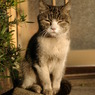 通りすがり猫25