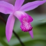 家の花　４