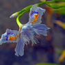 射干の花　P1062327zz