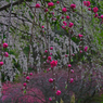 花桃と桜　P1063397zz