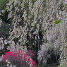枝垂れ桜と花桃　P1063399zz