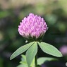 紫詰草