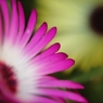 家の花　２