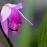家の花　５