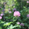 小さな草地で