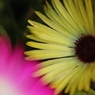 家の花　３