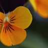 家の花　６