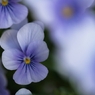 家の花　７