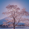 朝日を浴びて…Sakura降臨！