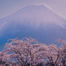 Fuji and Sakura