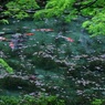 新緑のモネの池