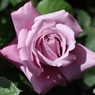 薔薇