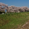 浪江町の桜１