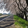 浪江町の桜２